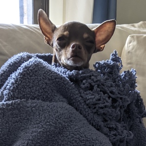 Fundraising Page: Dolce PAC ALUM